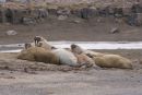 Walruses on Edgeoya